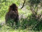 环球航行纪事2012－来南非看狮子