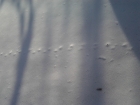 雪地足迹——大家来看看这些是什么动物的脚印？