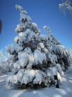 帝都春雪满人间，