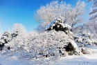 北京早春植物园雪景