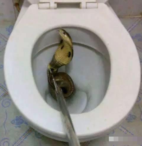 去泰国，上厕所一定要小心，慎入慎入慎入