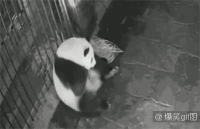 熊猫生宝宝，忒有才了