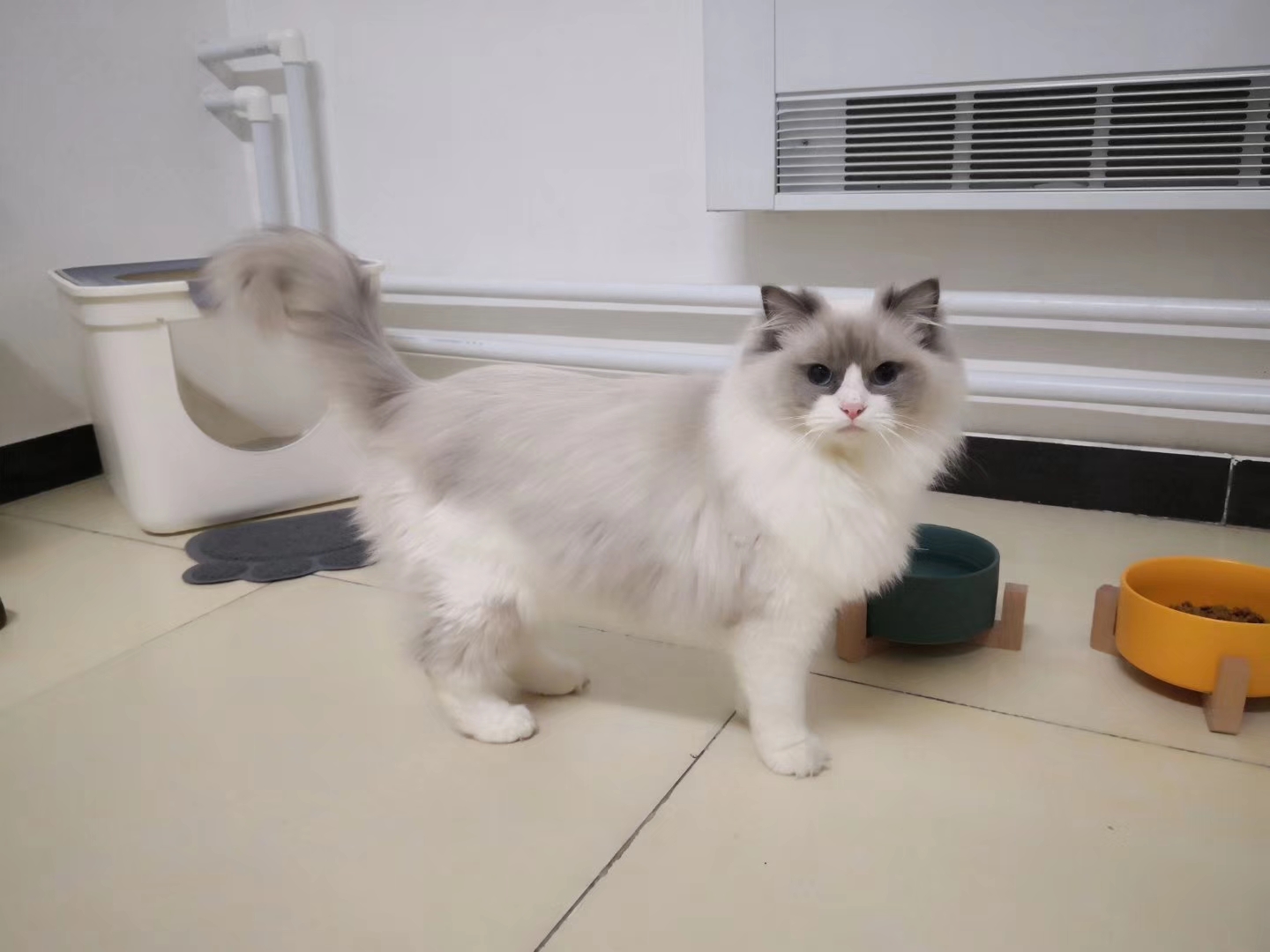 杨毛球