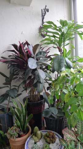 P1050065_调整大小.JPG