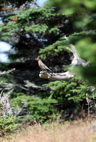 Cape Breton (28).jpg