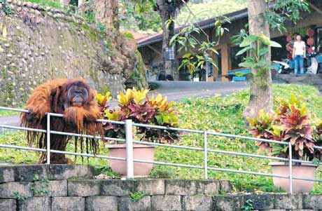 台湾红毛猩猩逃出.jpg