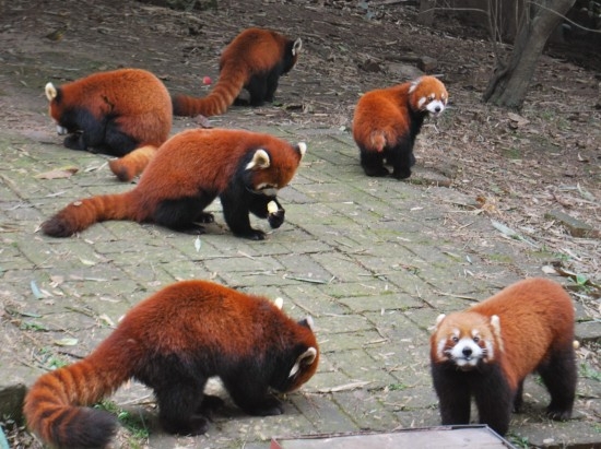 Red-Pandas-At-zoo-550x411.jpg