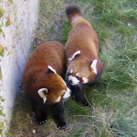 Two-Red-Pandas-At-Zoo-550x550.jpg