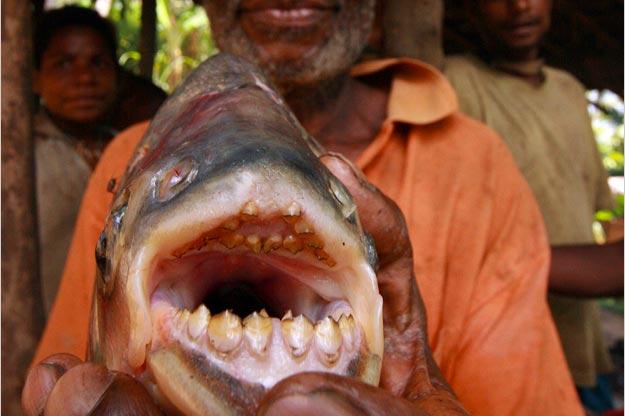 killer-fish-red-bellied-pacu-pictures3.jpg