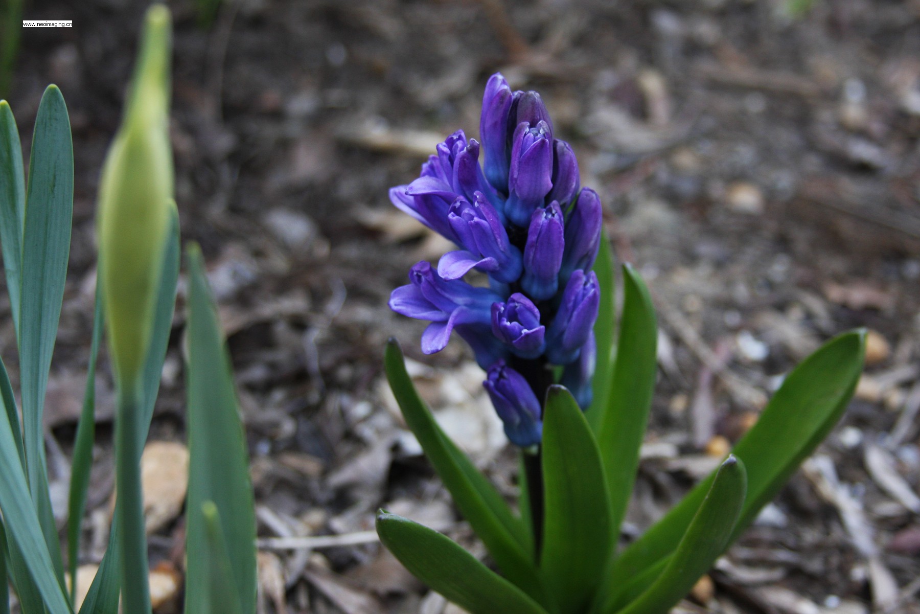 Hyacinth01a.jpg