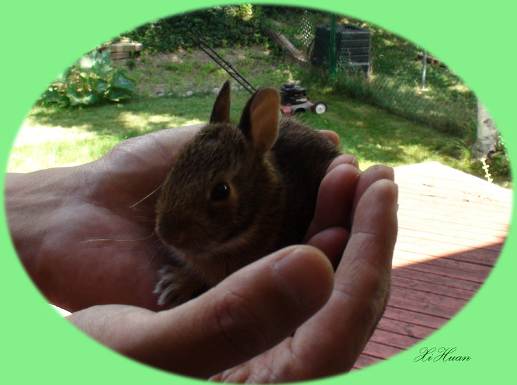 Blog-20100811-Bunny1.jpg